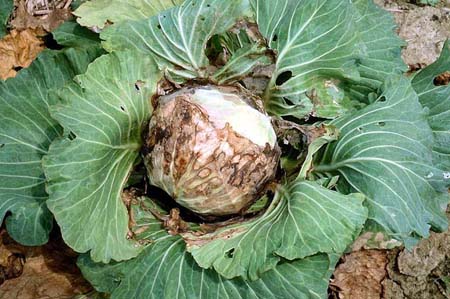Fungal diseases