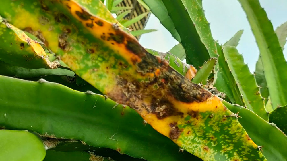 Fungal diseases
