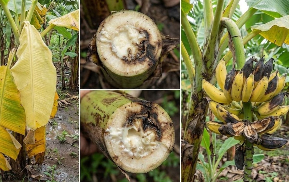 Fungal diseases