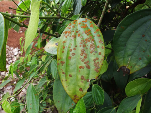 Nấm bệnh