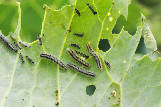 Leaf-eating caterpillars