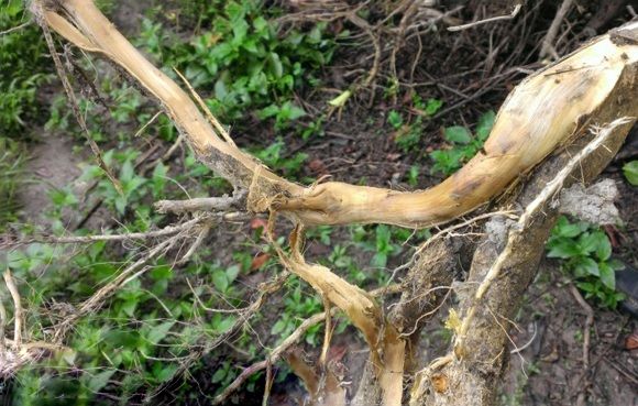 Root rot