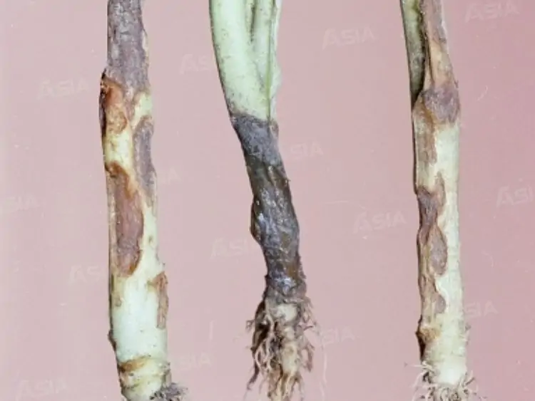 Root rot