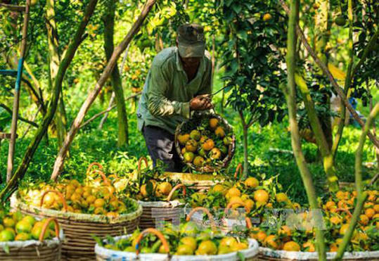 Harvest