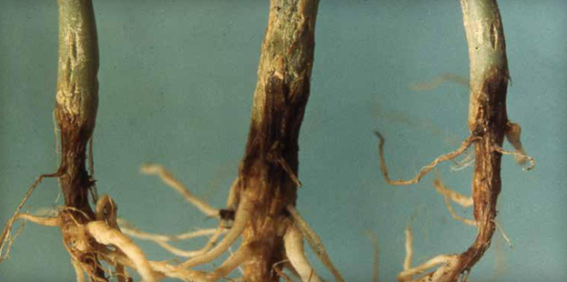 Root rot